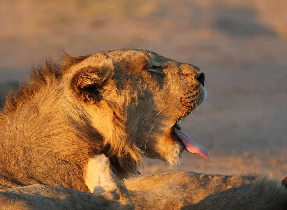 África do Sul Clássica